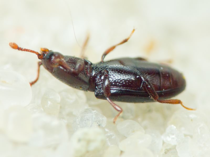 Cerylon histeroides (Fabricius, 1792)